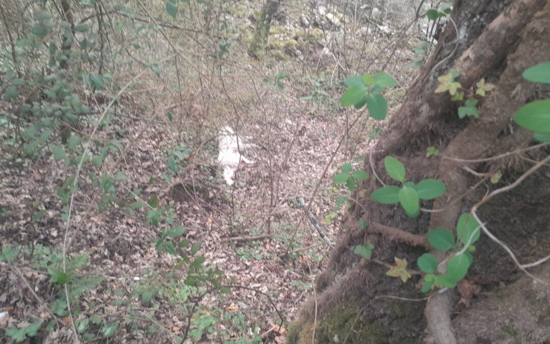 Valle dell’Angelo, cane ucciso a colpi di arma da fuoco