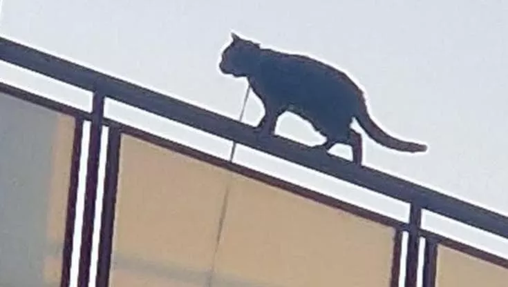 Gatto legato camminava sul bordo del balcone a Roma, salvo per miracolo. Ma è un lieto fine a metà
