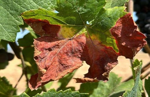 Il cambiamento climatico apre le porte a una malattia della vite che l’Europa ha evitato nel passato.