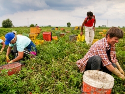 La Regione Campania un’ordinanza a tutela della salute dei lavoratori edili e agricoli