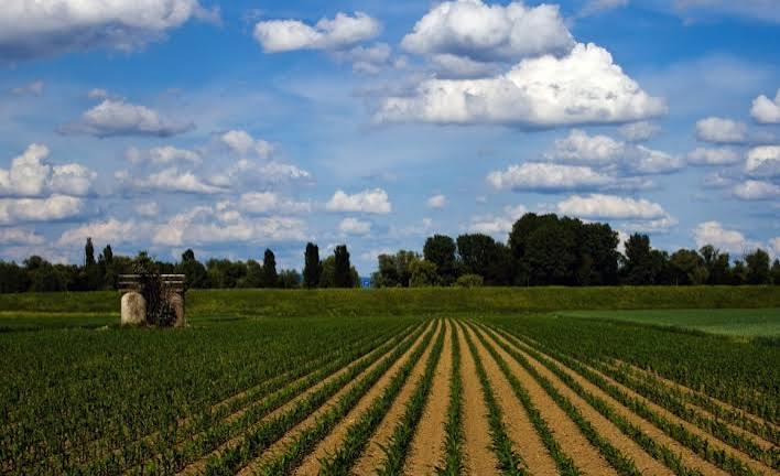Fondi europei per l’agricoltura, in Campania arriva lo sportello telematicoRegione e Agea firmano il protocollo d’intesa